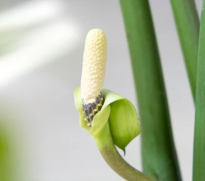 kwitnienie zamiokulkas